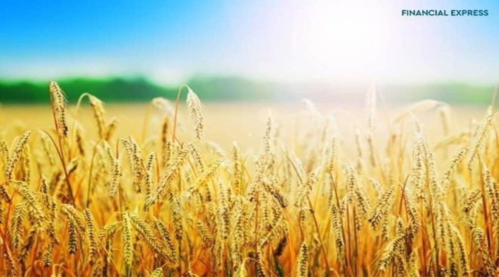 Given that India could have an exportable surplus of 11-12 million tonne of wheat after meeting the requirement of the National Food Security Act, the country could conceivably fetch close to $5 billion by exporting the worldwide staple food to a host of countries in the next financial year.