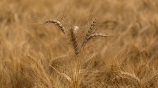 wheat prices, Russia Ukraine war, exports, imports, price hike, inflation, warehouse, wheat stock, inventory, wheat products, wheat surplus, good season