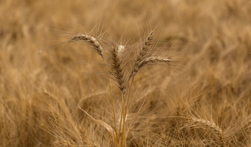 wheat prices, Russia Ukraine war, exports, imports, price hike, inflation, warehouse, wheat stock, inventory, wheat products, wheat surplus, good season wheat prices, Russia Ukraine war, exports, imports, price hike, inflation, warehouse, wheat stock, inventory, wheat products, wheat surplus, good season