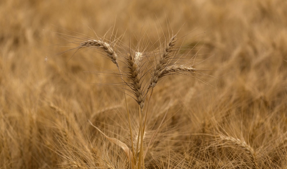 wheat prices, Russia Ukraine war, exports, imports, price hike, inflation, warehouse, wheat stock, inventory, wheat products, wheat surplus, good season wheat prices, Russia Ukraine war, exports, imports, price hike, inflation, warehouse, wheat stock, inventory, wheat products, wheat surplus, good season