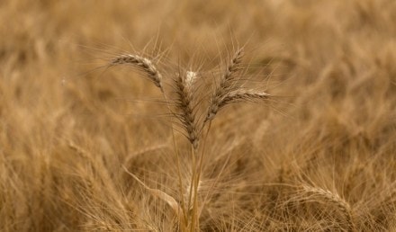 wheat prices, Russia Ukraine war, exports, imports, price hike, inflation, warehouse, wheat stock, inventory, wheat products, wheat surplus, good season