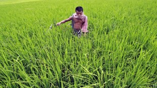 Fertiliser prices, Russia Ukraine war, farm inputs