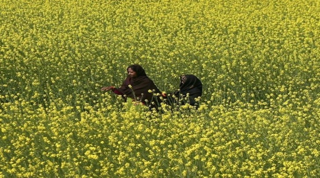 India produces about 45% domestic edible oil consumption in which, mustard has a highest share of 39%. (Reuters)