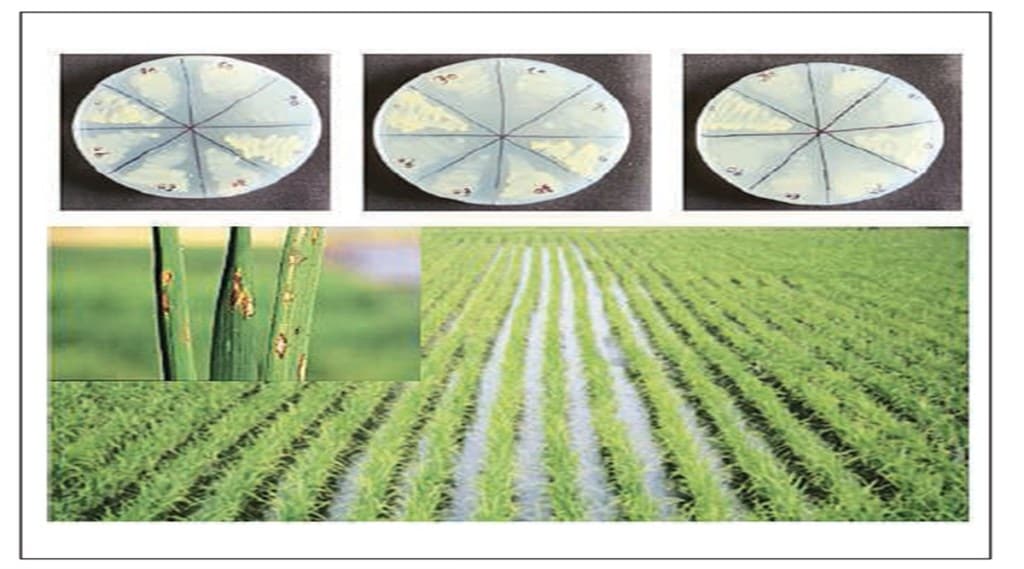 crop protection