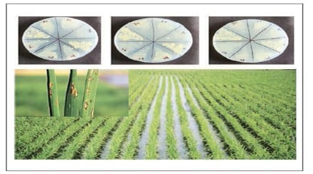 crop protection