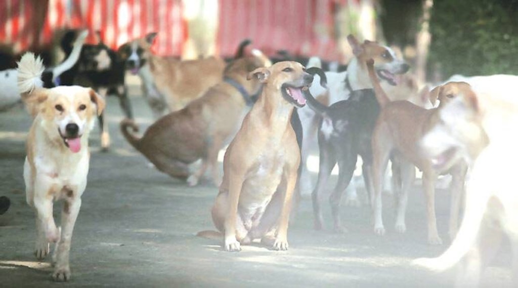 dogs-main chennai