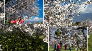 Noida Metro to run from 2 PM on Holi