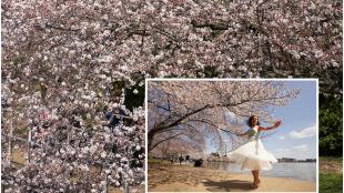cherry blossoms, spring season, spring, cherry, blossom, washington dc, tidal basin, cherry trees