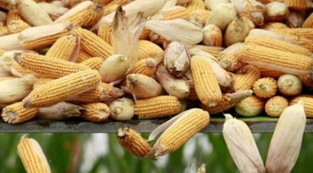 maize-