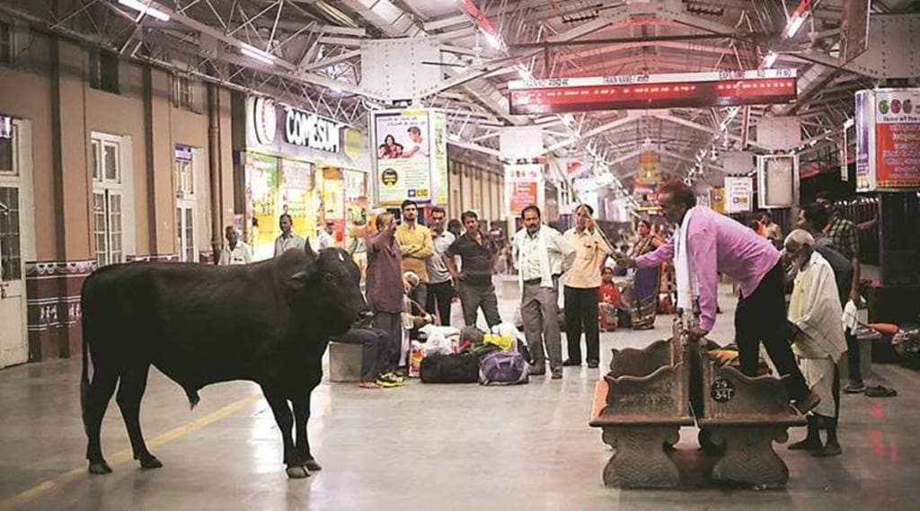 cattle run over cases