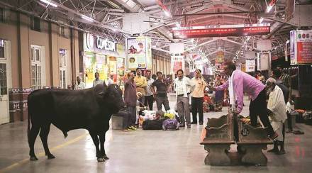 cattle run over cases
