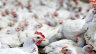 E coli, e coli infection, poultry farms, health news,
