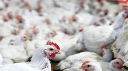 E coli, e coli infection, poultry farms, health news,