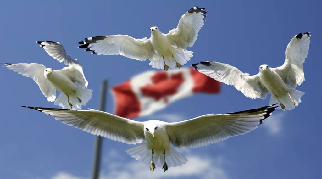 Study Abroad, Canadian Citizenship Eligibility, IRCC, PRRA application