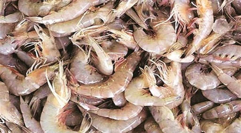 shrimp export
