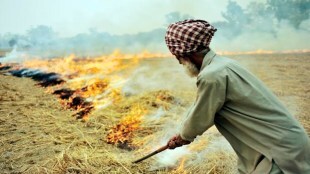 stubble burning