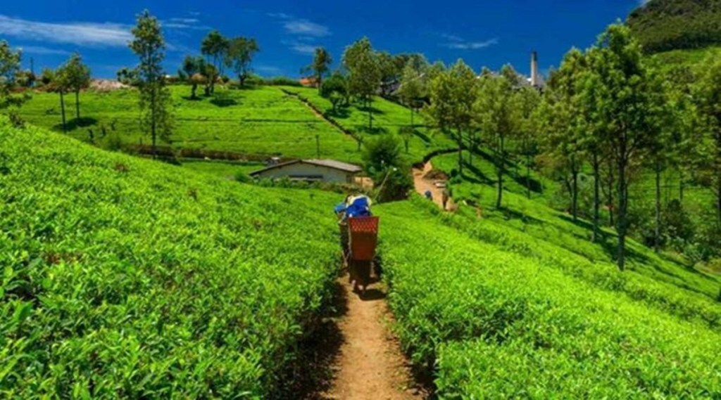 tea exporters
