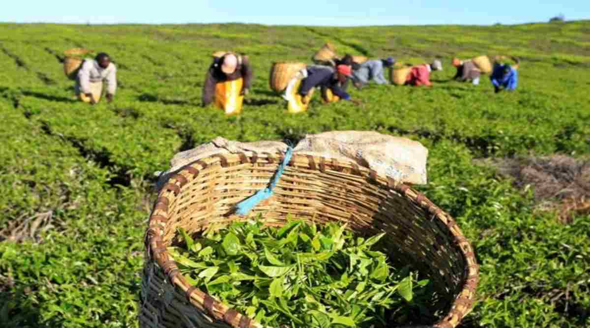 Prices of Darjeeling tea are falling. Prices of Darjeeling tea are falling.
