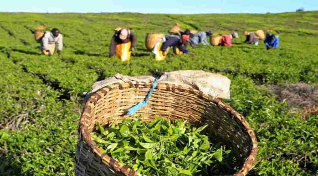 Among the CIS block, Russia was the largest buyer of tea at 34.09 million kg.
