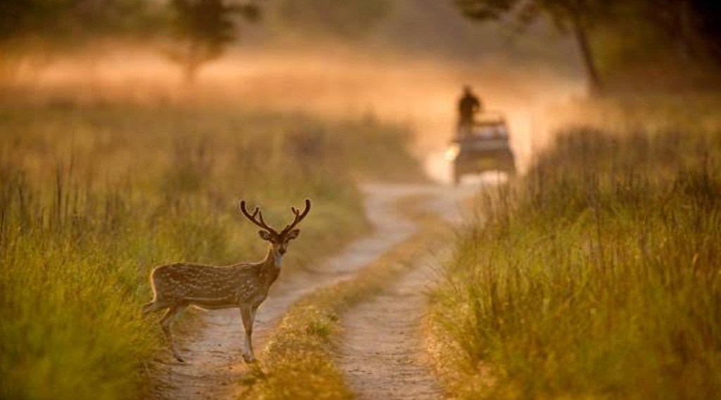 wildlife