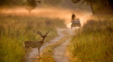 wildlife