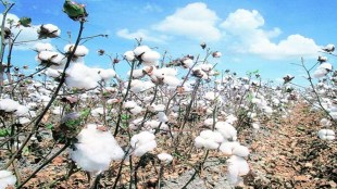 The total production during crop year 2020-21, stood at 353 lakh bales, the CAI said in a statement.