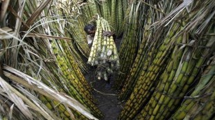 The state had previously reported its highest production in the 2018-19 season at 10.7 million tonne and has already diverted 1.2-1.5 million tonne of sugar towards ethanol production.