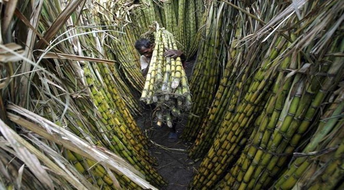 The state had previously reported its highest production in the 2018-19 season at 10.7 million tonne and has already diverted 1.2-1.5 million tonne of sugar towards ethanol production.