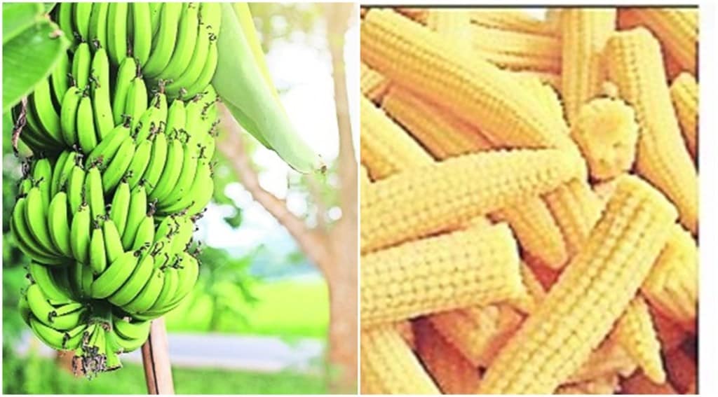 “Based on the technical information provided for fresh banana by India, Canada has approved banana for entry into Canada with immediate effect,” an official statement said.