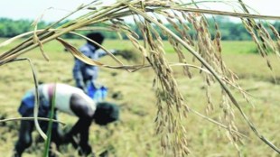 Mann has already vowed to root out corruption, but so far, he has not revealed his blue print for agriculture—a sector in which Punjab was once the front-runner, having ushered in the Green Revolution, but has been languishing lately.