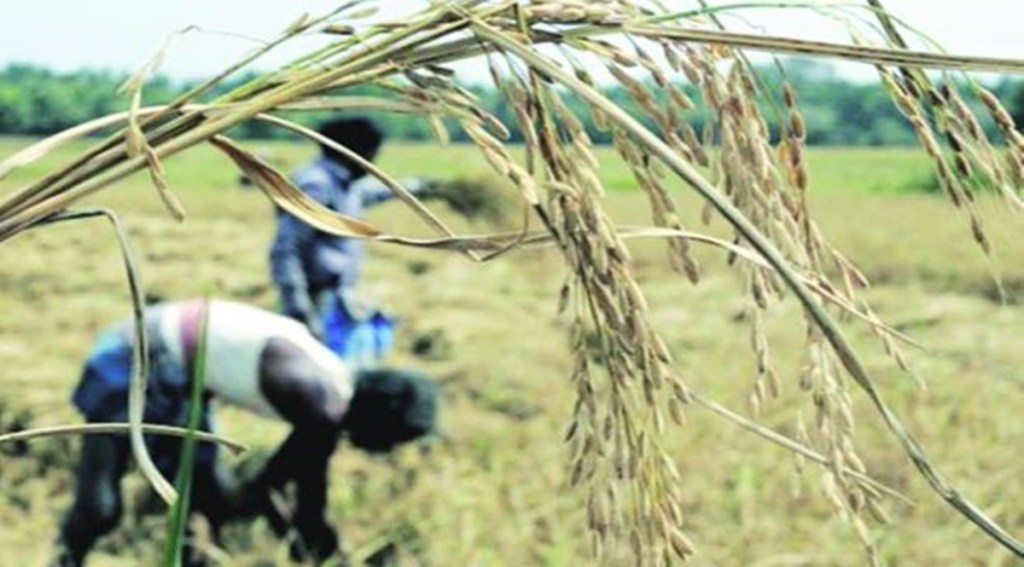 Mann has already vowed to root out corruption, but so far, he has not revealed his blue print for agriculture—a sector in which Punjab was once the front-runner, having ushered in the Green Revolution, but has been languishing lately. Mann has already vowed to root out corruption, but so far, he has not revealed his blue print for agriculture—a sector in which Punjab was once the front-runner, having ushered in the Green Revolution, but has been languishing lately.