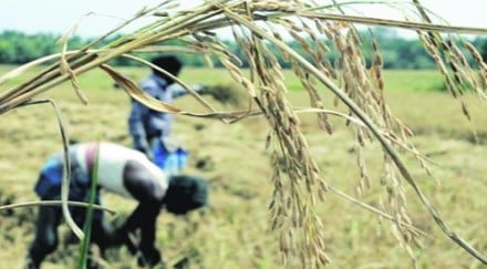 Mann has already vowed to root out corruption, but so far, he has not revealed his blue print for agriculture—a sector in which Punjab was once the front-runner, having ushered in the Green Revolution, but has been languishing lately. Mann has already vowed to root out corruption, but so far, he has not revealed his blue print for agriculture—a sector in which Punjab was once the front-runner, having ushered in the Green Revolution, but has been languishing lately.