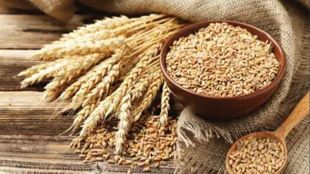 The Punjab government has asked for relaxation in norms for shrivelled grains so that farmers' produce could be procured by FCI and state government agencies.
