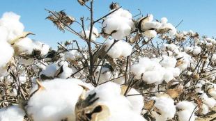 Prior to the move, cotton imports in India were effectively taxed at 11% (including agriculture infrastructure development cess and surcharges). With the latest notification by the revenue department, the cess and the surcharges will also cease to exist, which will allow the import of cotton at zero duty.