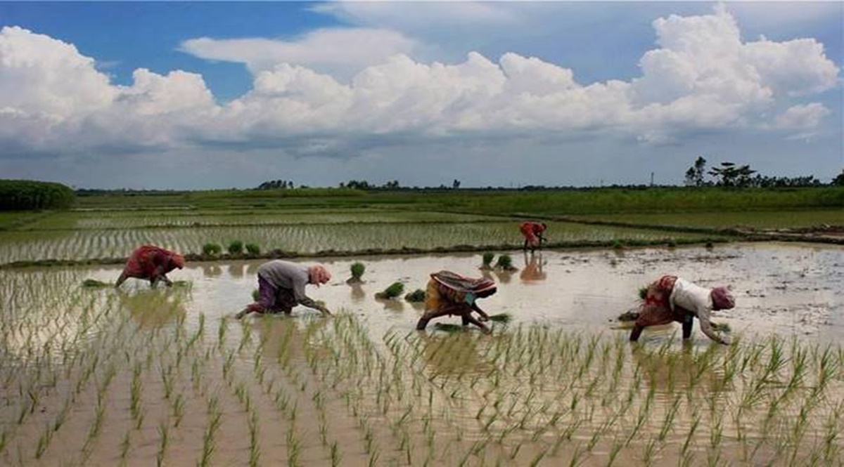 Higher food grains output ensures adequate availability in the market and curbs the possibility of spike in prices of commodities. Monsoon rains help boost production of kharif crops such as paddy, coarse cereals, pulses and oilseeds. Higher food grains output ensures adequate availability in the market and curbs the possibility of spike in prices of commodities. Monsoon rains help boost production of kharif crops such as paddy, coarse cereals, pulses and oilseeds.