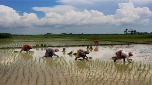Higher food grains output ensures adequate availability in the market and curbs the possibility of spike in prices of commodities. Monsoon rains help boost production of kharif crops such as paddy, coarse cereals, pulses and oilseeds.