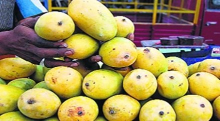 “Extreme heat conditions would impact mango and lychee fruits which are mainly grown in northern and western parts of the country,” Kripan Ghosh, head, agriculture, Meteorology Division, IMD, told FE on Friday. He said that district level impact-based forecasts are being issued to farmers to take adequate measures to protect their crop.