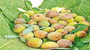 The export was facilitated by the Maharashtra State Agriculture Marketing Board (MSAMB). Fresh figs from Purandar is highly perishable, has never been exported before this.