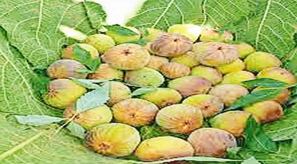 The export was facilitated by the Maharashtra State Agriculture Marketing Board (MSAMB). Fresh figs from Purandar is highly perishable, has never been exported before this.