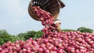 Onions from buffer stocks are then released in a calibrated manner through retail intervention to retail agencies/states/UTs and for open market sale during the lean season or period, to contain prices and availability.