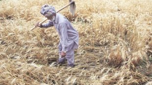 The study, ‘Farm loan waivers in India: assess the impact and looking ahead’, was released on Friday.