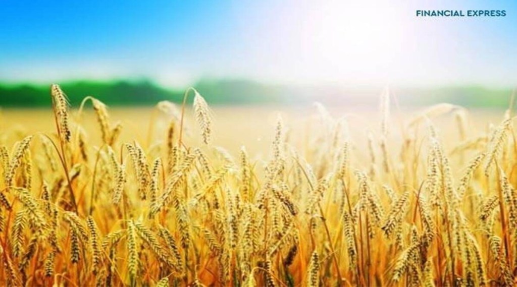 On July 1, the Food Corporation of India is expected to have a rice stock of around 29 to 30 million tonne (MT) excluding around 17 MT of grain receivable from millers against the buffer norm of 13.5 MT.