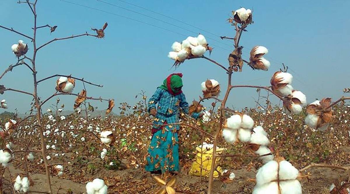 cotton duty