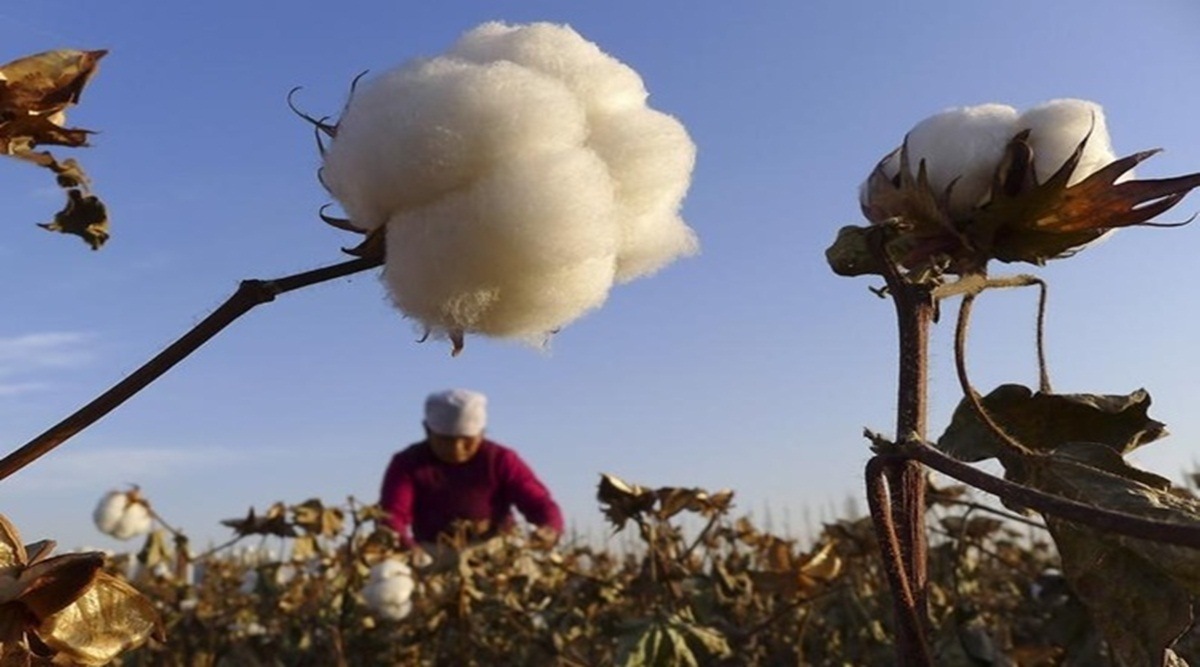 cotton price