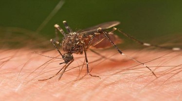 dengue cases in delhi