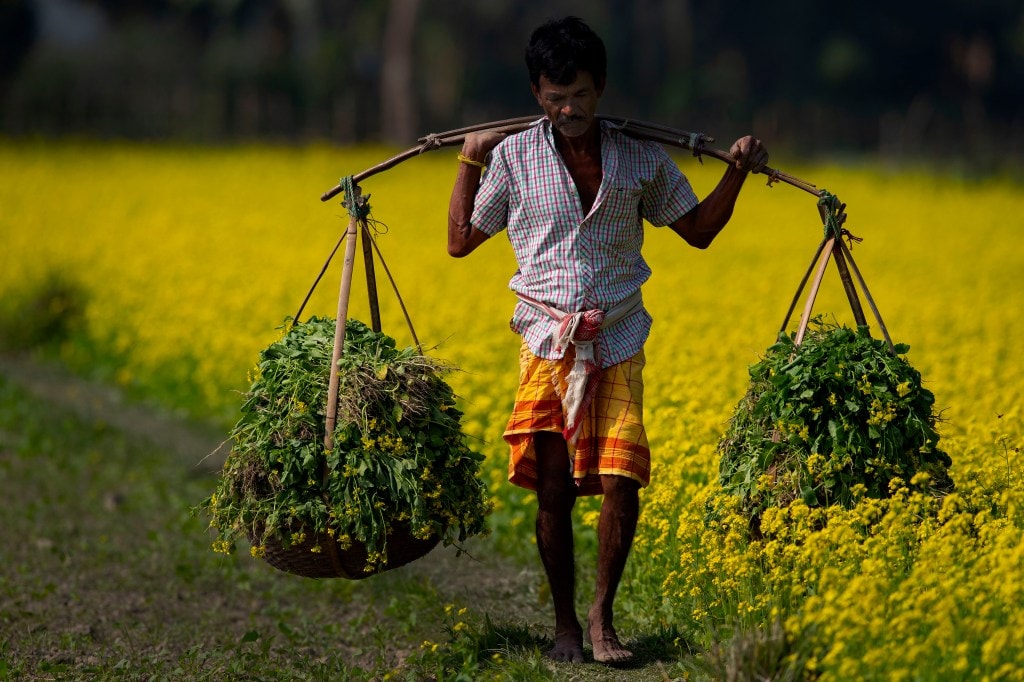 Gujarat summer sowing at a record of more than 1 million hectare, 23% more than last three years' average