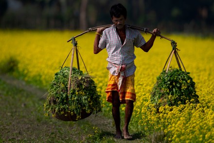 Gujarat summer sowing at a record of more than 1 million hectare, 23% more than last three years' average