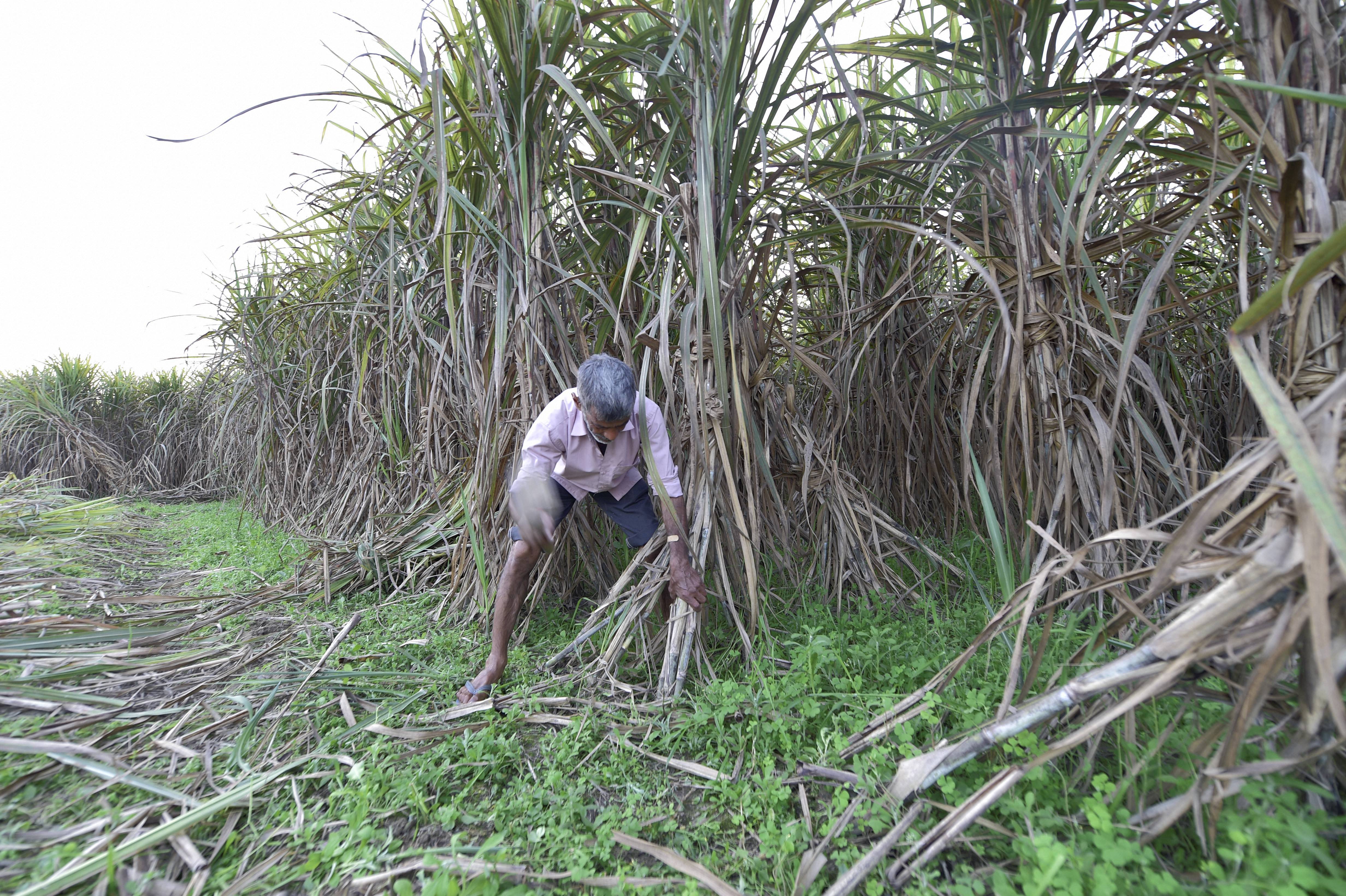 Govt opens 6-month window for sugar mills to submit ethanol proposals