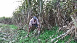 Govt opens 6-month window for sugar mills to submit ethanol proposals