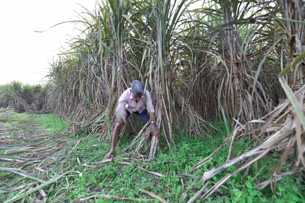 Govt opens 6-month window for sugar mills to submit ethanol proposals
